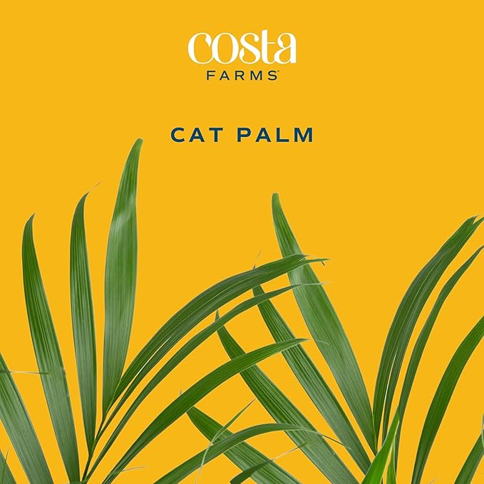 Costa Farms Cat Palm, Live Indoor Houseplant in Décor Planter, Tree-Like Floor House Plant Potted in Soil, Housewarming Gift for New Home, Living Room or Office Decor, Patio Decor, 3-4 Feet Tall