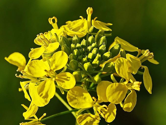 Seeds Vegetable Black Mustard - 500 Seeds