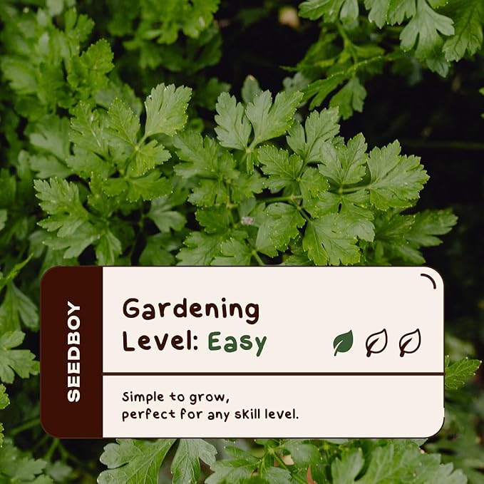 Organic Cilantro 'Slow Bolt' Herb Seeds for Indoor Gardening or Planting Outdoors, Non-GMO and USDA Certified Herb Seed Packets, 350 Seeds/5 Grams (Cilantro)