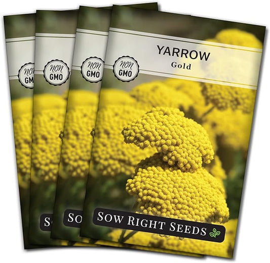 Sow Right Seeds - Achillea Yarrow Gold Flower Seeds for Planting - Flowers to Plant in Your Garden - Non-GMO Heirloom Packet with Instructions - Favorite Perennial to Attract Pollinators (4)