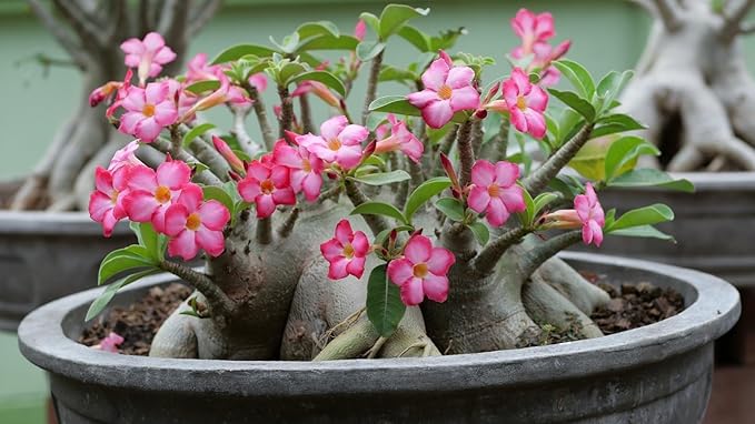 Desert Rose Potting Soil - Perfect Formula for Healthy and Vibrant Adenium Growth - 3 QUARTS