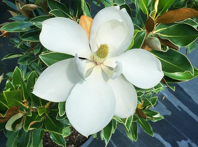 PERFECT PLANTS 2-3 FT Little Gem Magnolia Tree, White