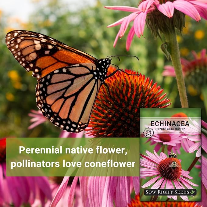 Sow Right Seeds - Purple Coneflower/Echinacea Flower Seeds for Planting - Non-GMO Heirloom - Plant for an Herbal Tea Garden - Attract Pollinators - Great Cut and Come Back Flower (4)