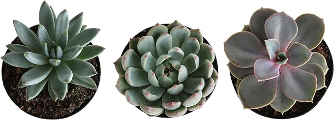 Costa Farms Echeveria Succulents Fully Rooted Live Indoor Plant 6-Inches Tall, in Grower Pot, 3-Pack
