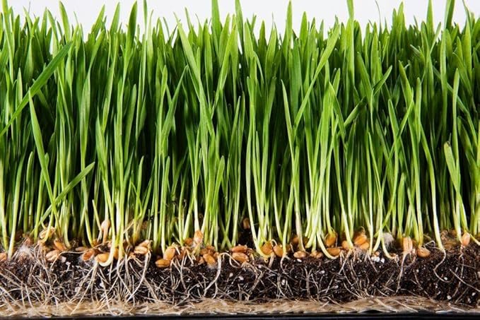 Super Absorbent Polymer Helps Plant Growth and Plant Establishment (1 Pound)