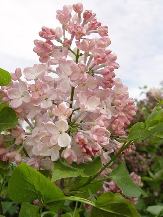 Syringa X hya. 'Maiden's Blush' (Lilac) Shrub, light pink flowers, #3 - Size Container