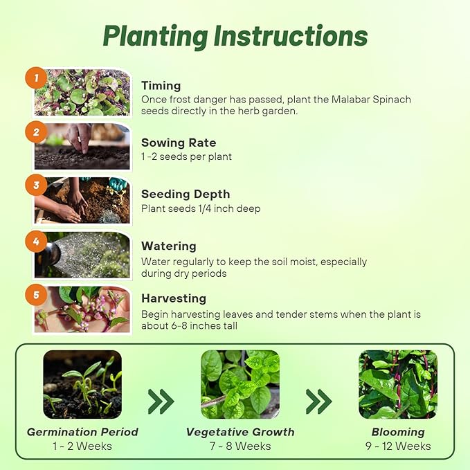 Outsidepride 200 Seeds Perennial Basella Rubra Malabar Spinach Herb Seeds for Planting