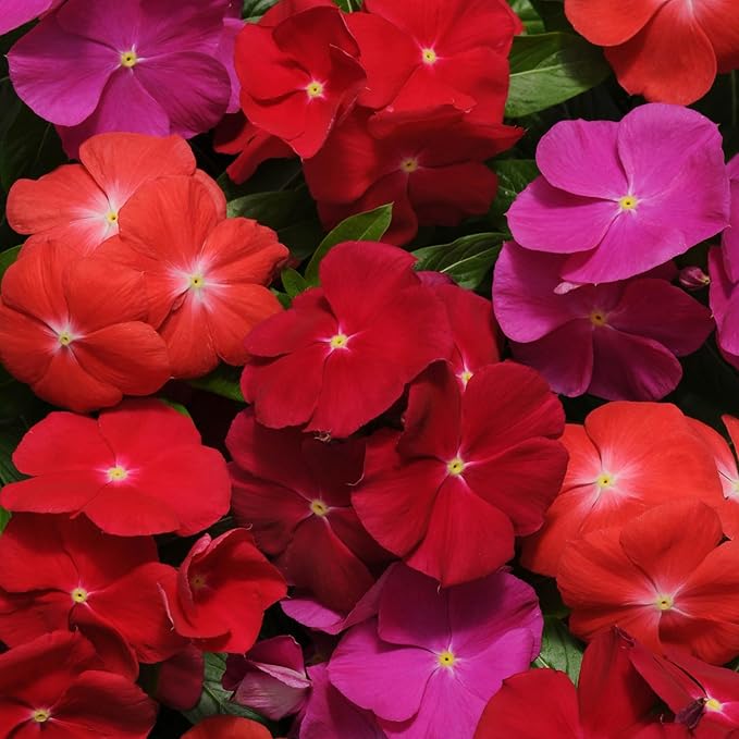Outsidepride 100 Seeds Annual Vinca Periwinkle Pacifica XP Bold Ground Cover & Flower Seed Mix for Planting