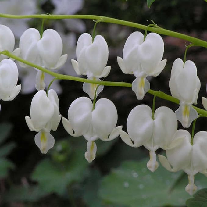 CHUXAY GARDEN 25 Seeds Dicentra Spectabilis 'Alba',Bleeding Heart,Dicentra Spectabilis Seed Rare White Flowers Showy Accent Plant Striking Landscaping