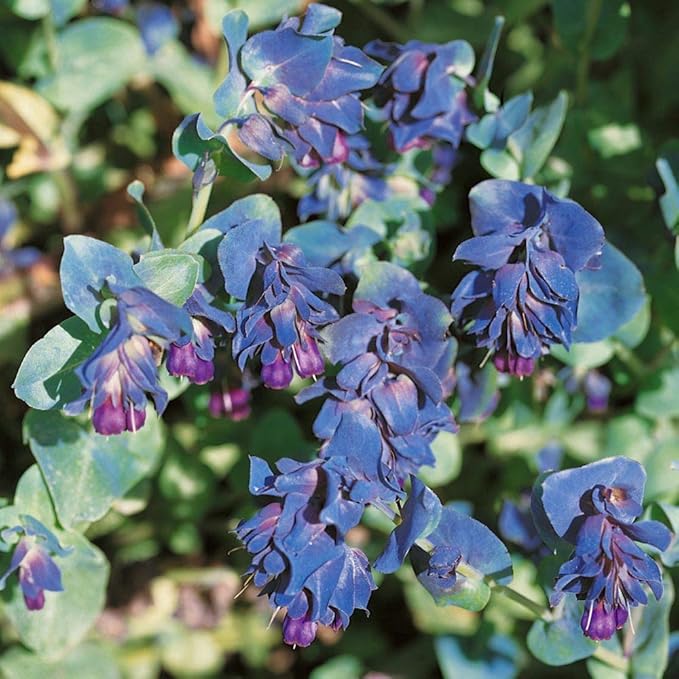 Outsidepride 50 Seeds Annual Cerinthe Major Honeywort Flower Seeds for Planting