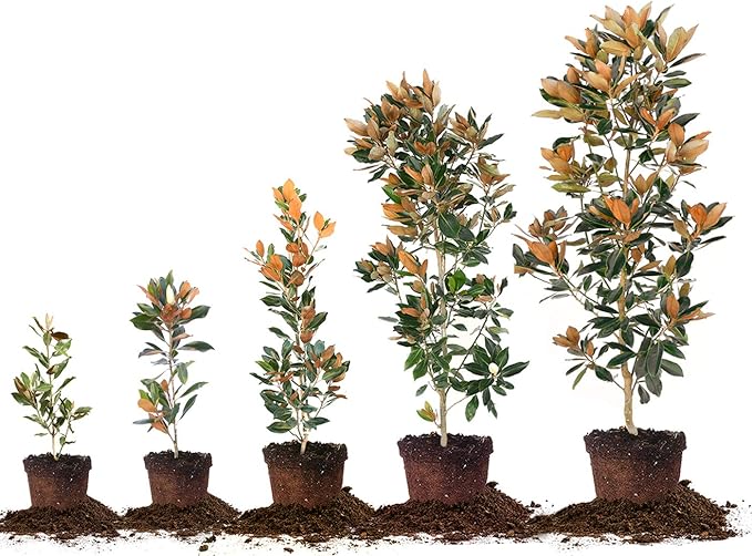 Perfect Plants Little Gem Magnolia Live Plant, 2-3', Includes Care Guide