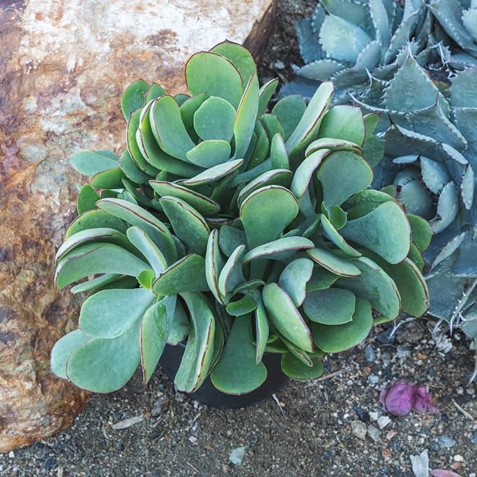 Succulents Plants Live Indoor Plants, Cotyledon Mint Truffles Live Houseplants, Live Succulents Live Plants Indoor Succulent Plants, Indoor Plant Real Succulents Plants House Plants by Plants for Pets