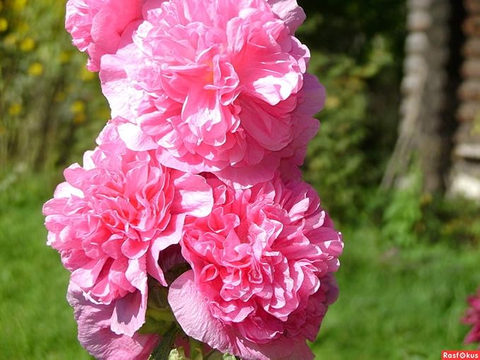 Seeds Hollyhock Seed Mix Double Terry Flowers Malva Stock-Rose About 30 Seeds Non-GMO Perennial Plant