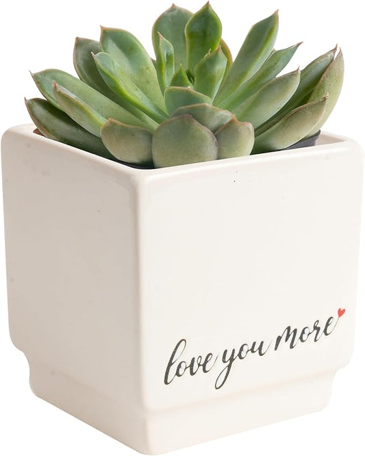 Costa Farms Mini Succulent Live Indoor Plant, Easy to Grow Echeveria Succulent Houseplant in Cute Decor Plant Pot, Tabletop Succulents Office or Room Decor, Housewarming, 4-Inches Tall