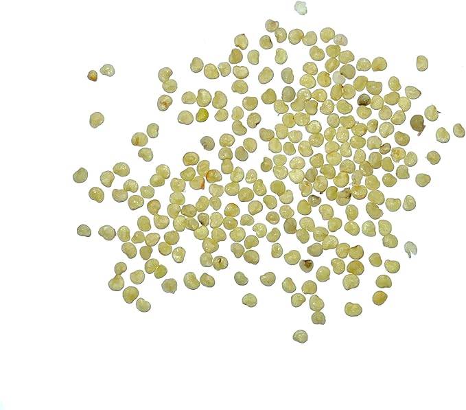 Seed Needs, Chinese Lantern Seeds - 200 Heirloom Seeds for Planting Physalis Alkekengi - Orange Ornamental Pods, Perfect for Pots & Containers (5 Packs)