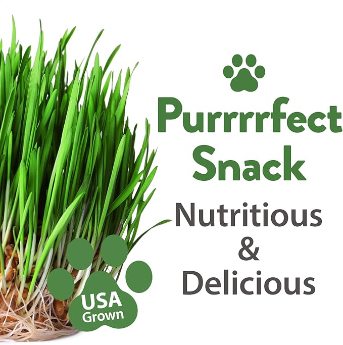 HOME GROWN 3200+ Cat Grass Seeds - Catnip Seeds, Alfalfa Seeds, Oat Seeds, and Oat & Barley Mix - Grow Cat Grass for Indoor Cats - Cat Grass Seeds Bulk - Refill Cat Growing Grass Kit