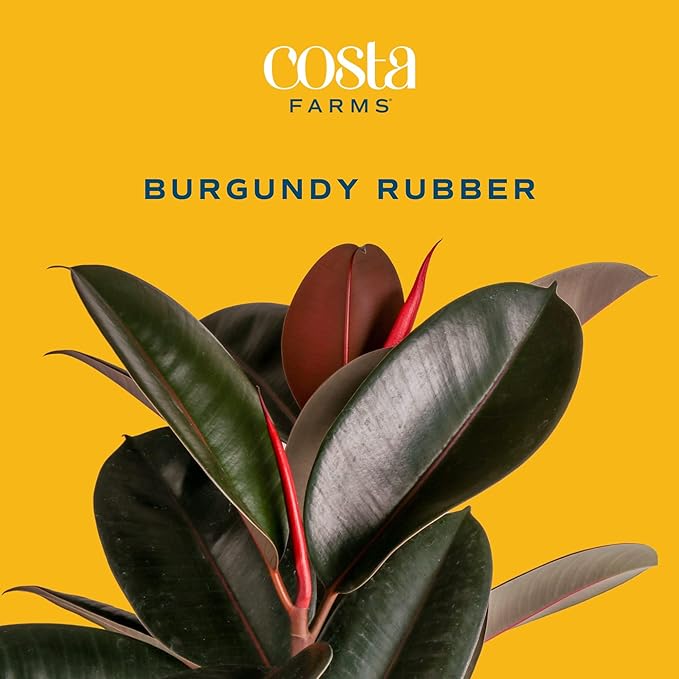Costa Farms Burgundy Rubber Plant, Live Indoor Ficus Elastica Tree, Live Indoors Houseplant in Décor Planter Pot, Potting Soil Mix, Gift for Housewarming New House, Home or Office Decor, 2-3 Feet Tall