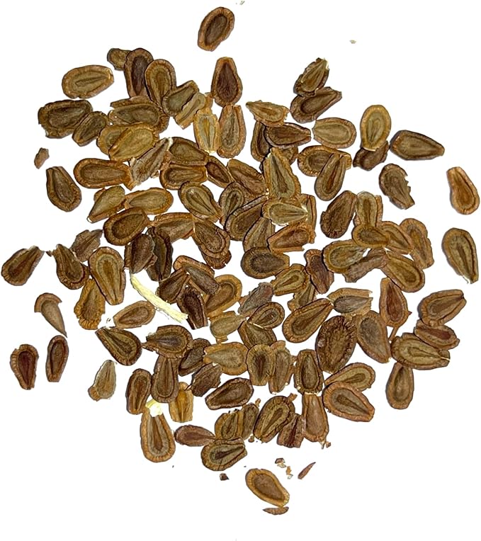 Seed Needs Showy Milkweed Seeds for Planting - Untreated & Open Pollinated, Attracts Monarch Butterflies in a Butterfly Garden (5 Packs)