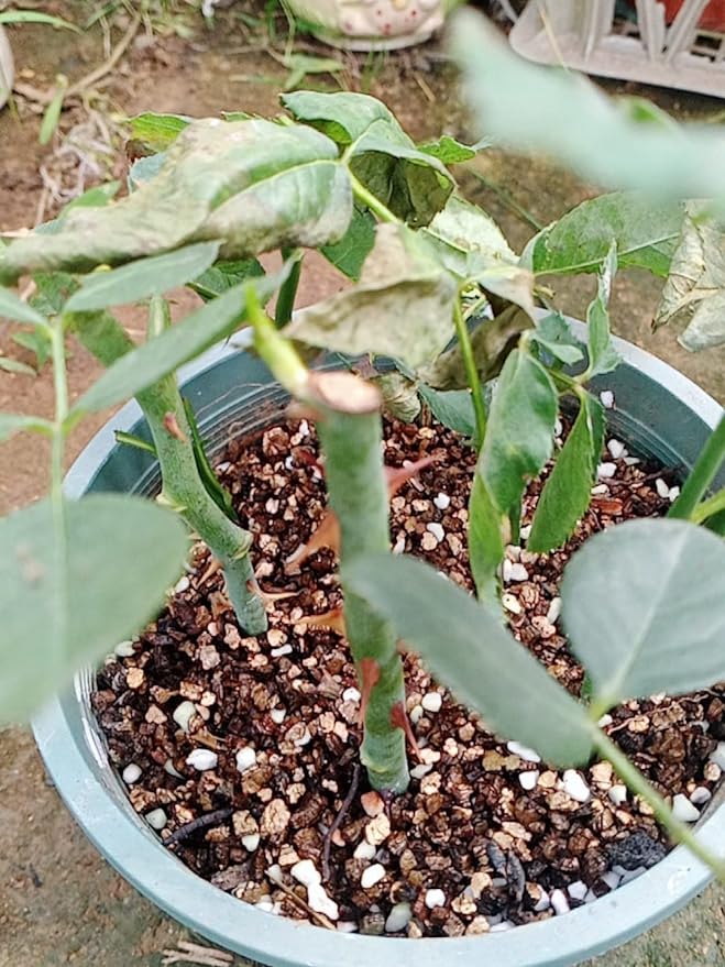 15QT Organic Vermiculite Granules for Plants and Gardening