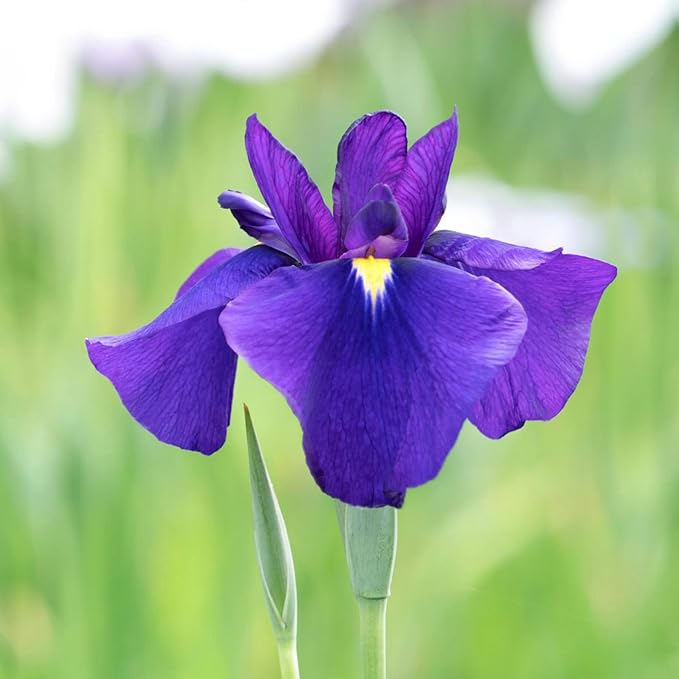 Japanese Iris Seeds Iris Ensata Attract Pollinators Beautiful and Intricate Flowers Standout in Water Gardens, Along Pond Edges, Or in Perennial Borders 20Pcs by YEGAOL Garden