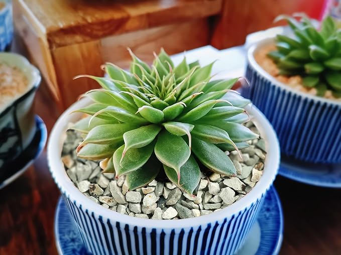 2.4lb Succulents and Cactus Green Zeolite, Décor & Additive Rocks, Natural Decorative Gravel for Bonsai, Fairy Gardening, DIY Projects, Vases Fillers, Terrarium