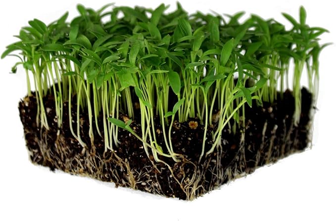 Slow Bolt Cilantro Herb Garden Seeds - 4 Oz ~10,000 seeds - Non-GMO Heirloom Slow Bolt Cilantro Herb Seeds (Coriander) - Outdoor Garden, Indoor Garden, Countertop Microgreens, Organic Micro Greens Kit