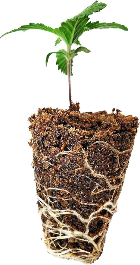 Mosser Lee ML0005 SucSeed® Premium Seed Starter, All Natural & Organic Seed Starter Perfect for Seeds, Milled from Live Sphagnum Moss, Peat-Free, Quick & Successful Germination, 48 Dry Qts (52L)