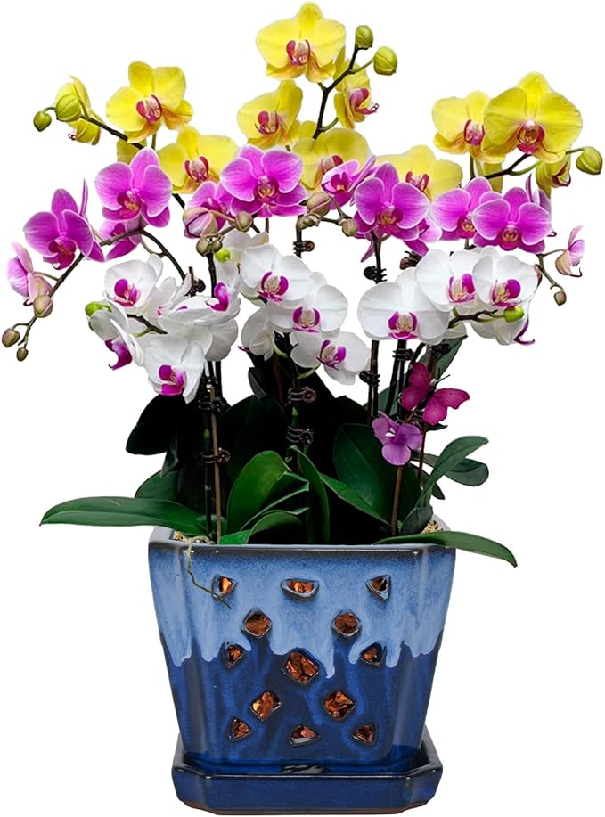 W&W Orchid Pot with Holes and Saucer for Repotting and Better Grow, White and Blue, 7 Inches