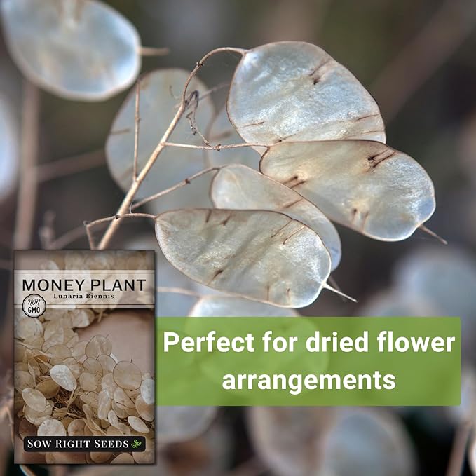 Sow Right Seeds - Money Plant Seeds - Honesty or Silver Coin Plant - Non-GMO Heirloom Seeds - Indoor or Outdoor - Full Instructions for Planting and Growing a Flower Garden - Great Gardening Gift (1)