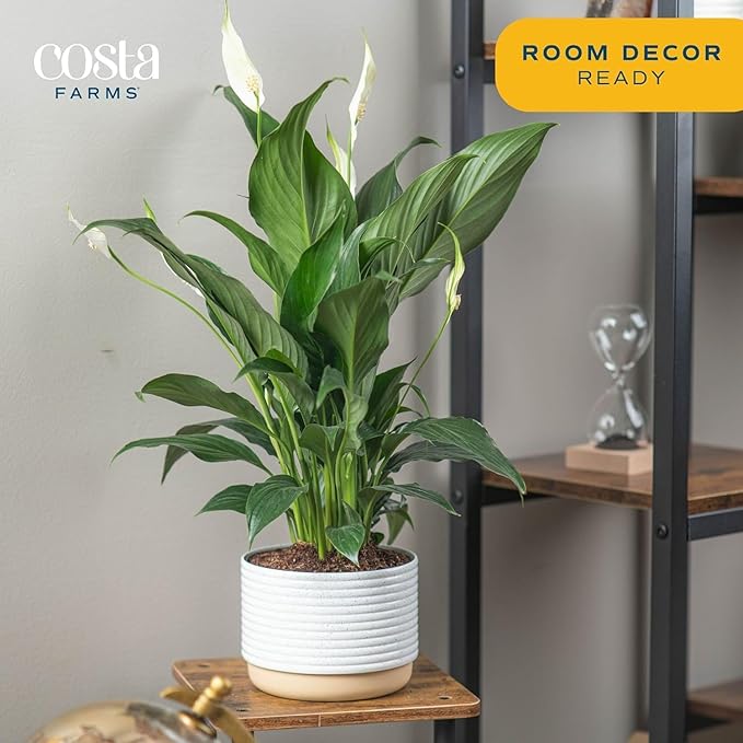 Costa Farms Peace Lily, Live Indoor Plant with Flowers, Easy to Grow Houseplant in Decorative Pot, Potting Soil, 1 Foot Tall| Valentines Day Gift | Valentines Day Decoration
