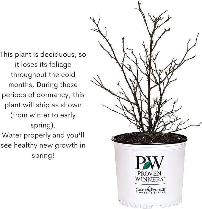 Proven Winners 2 Gallon Sunorita Rose