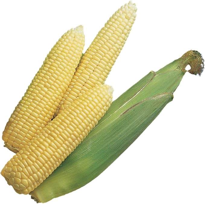 Burpee Early Sunglow Hybrid (SU) Corn Seeds 200 seeds