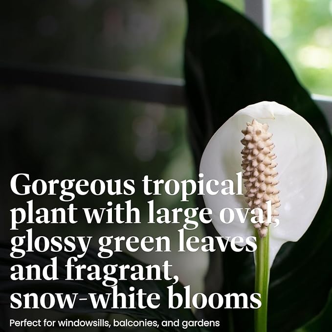 American Plant Exchange Peace Lily, Live Indoor Flowering Houseplant, Easy Care, Low Light, 6-Inch Pot W/Deco Cover, 15-24 Inches Tall, Home, Office & Patio Décor, Housewarming or Sympathy Gift