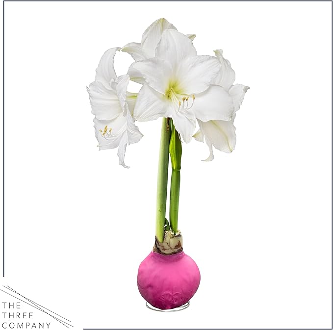 Waxed Amaryllis Bulb - Pink Wax, White Blooms - Easy Care - No Watering Needed! Beautiful Spring Décor