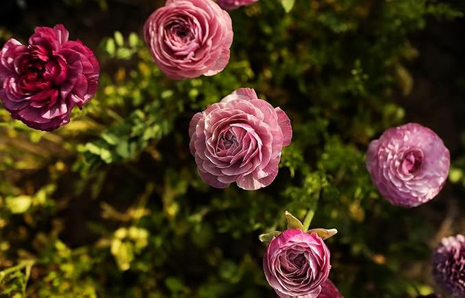 Mixed Peony Ranunculus Bulbs- Persian Buttercup -10 Corms Bulbs Flowering Blooms Perennial Bulbous Root Garden Plant (Purple)