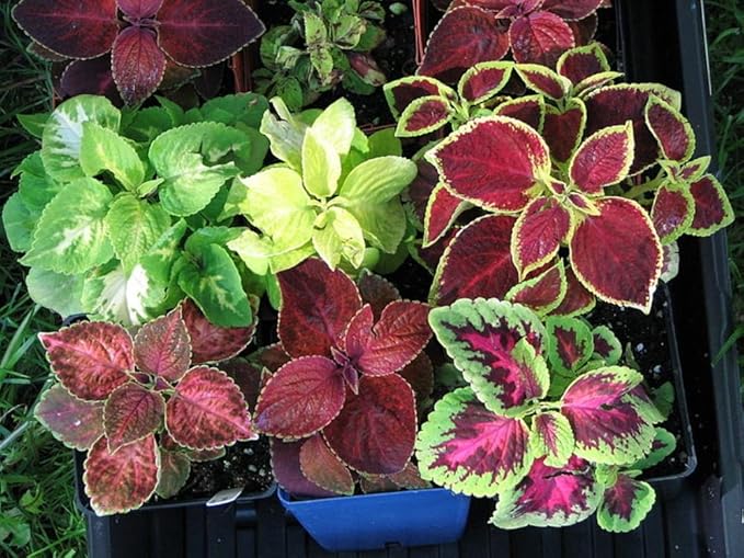100+ Seeds Coleus Variety Mix (Black Dragon, Chocolate Covered Cherry, Wizard Coral Sunrise, French Quarter, Watermelon, Wizard Rose, Wizard Jade) - Flower Multicolor
