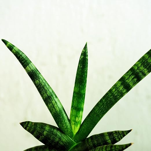 Professional Liquid Dracaena Plant Fertilizer | 3-1-2 Concentrate for Indoor Plants | Multi-Purpose Blend & Gardening Supplies | 8 oz Bottle