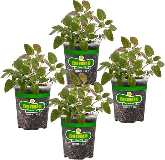 Bonnie Plants Bee Balm, 19.3 oz, 4-Pack, Live Plants