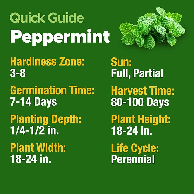 HOME GROWN Peppermint Seeds 2 Pack (Mentha × piperita) – 4,740 Non-GMO, Heirloom Mint Seeds for Planting. Grow Peppermint Plants in Your Kitchen Garden or Plant Them Outdoors for a Lush Herb Garden.