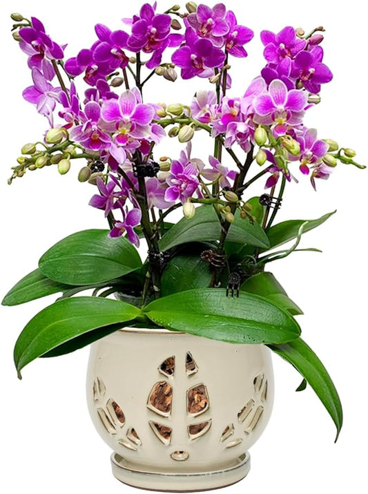 W&W Orchid Pot with Holes and Saucer for Repotting and Better Grow, Cream White, 6.5 Inches