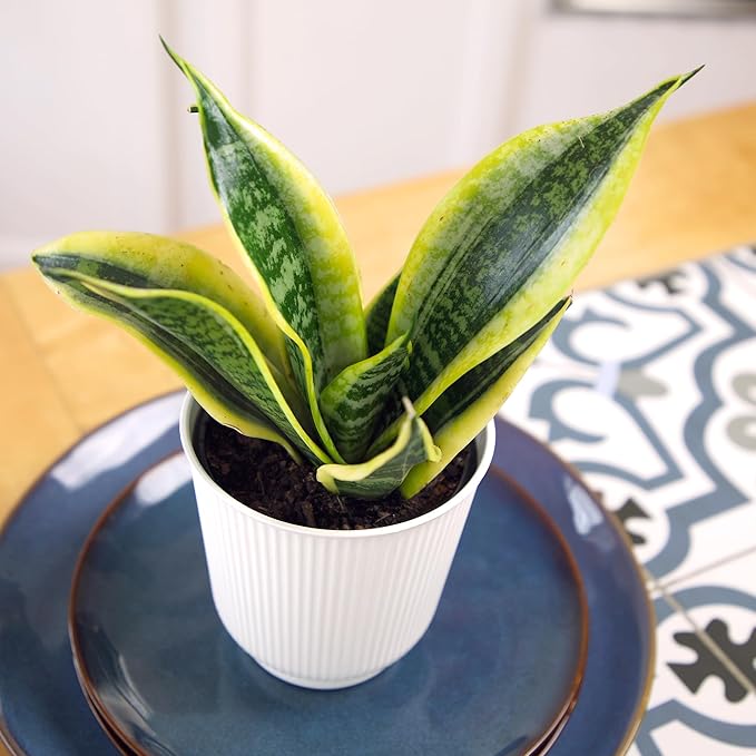 Altman Plants Sansevieria Superba Snake Plants (Approx. 8" Tall) in White Plant Pot, Variegated Snake Plant Decor, Easy Plant Gift & Desk Plant, Live Snake Plant Live Indoor with Pot, Air Purifying