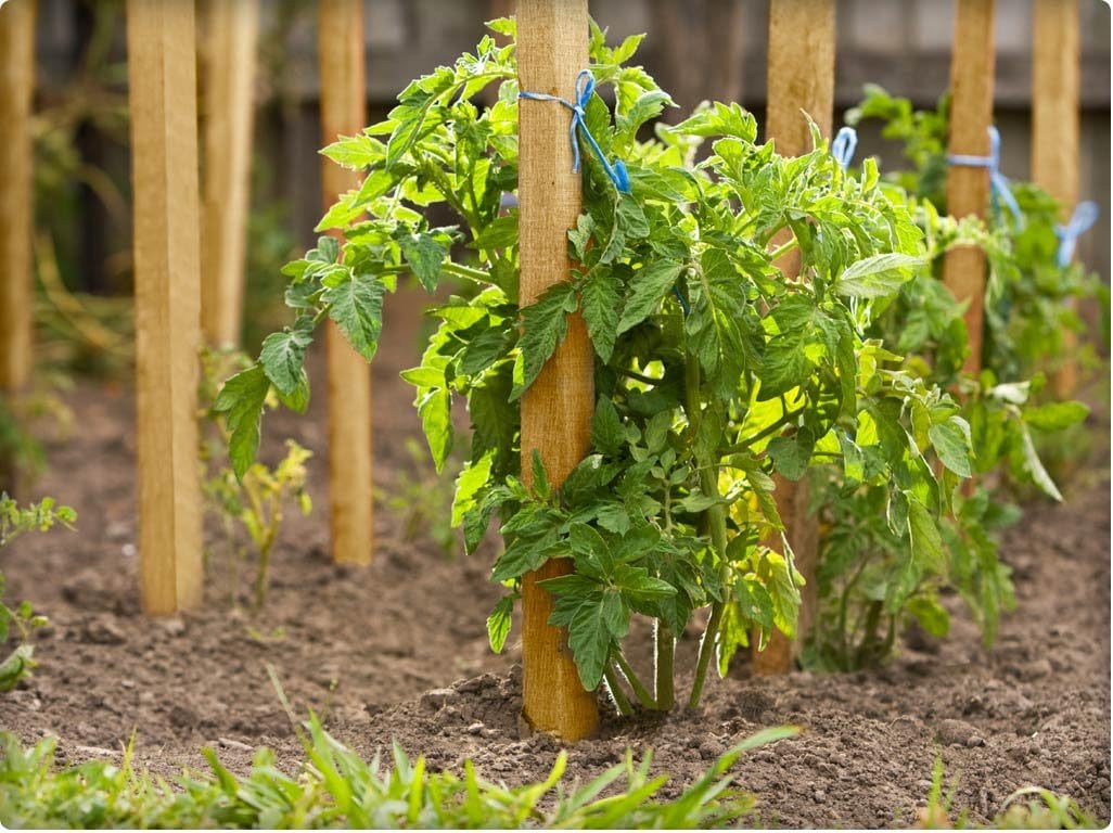 Greenes Fence 4 Ft. Garden and Sign Post Stakes (100 Pack)