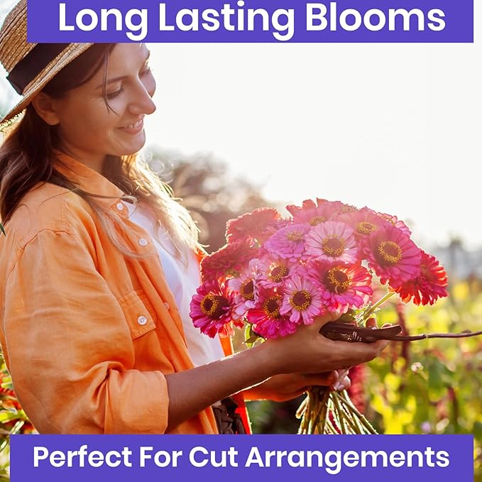 NatureZ Edge Zinnia Seeds for Planting Outdoors, Flower Seeds, Bulk Semillas De Flores para Sembrar, Pumila Mix 10 g