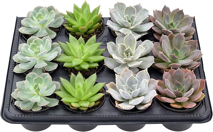 Arcadia Garden Products Live Assorted Mini Succulents in 2 in. Grower Pot, 12-Pack, Green (LV66) ***Cannot Ship to Hawaii***