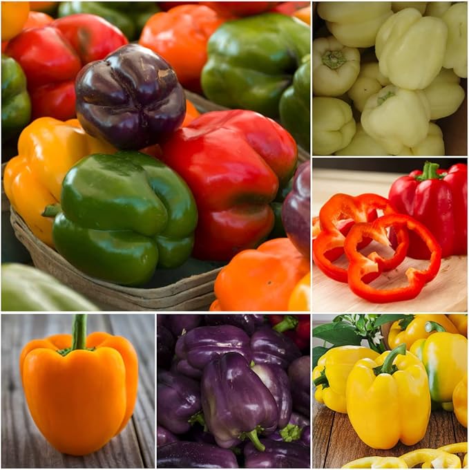 Seed Needs Rainbow Bell Pepper Seeds for Planting - Non-GMO, Heirloom & Untreated - Organically Grow a Home Grown Garden Outdoors for Healthy Vegetables (1 Pack)