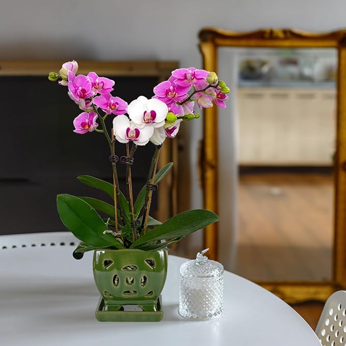 W&W Orchid Pot with Holes and Saucer for Repotting, Seagreen, 5.5 Inches