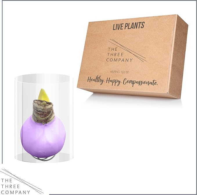 Waxed Amaryllis Bulb - Purple Wax, White Blooms - Easy Care - No Watering Needed! Beautiful Spring Décor