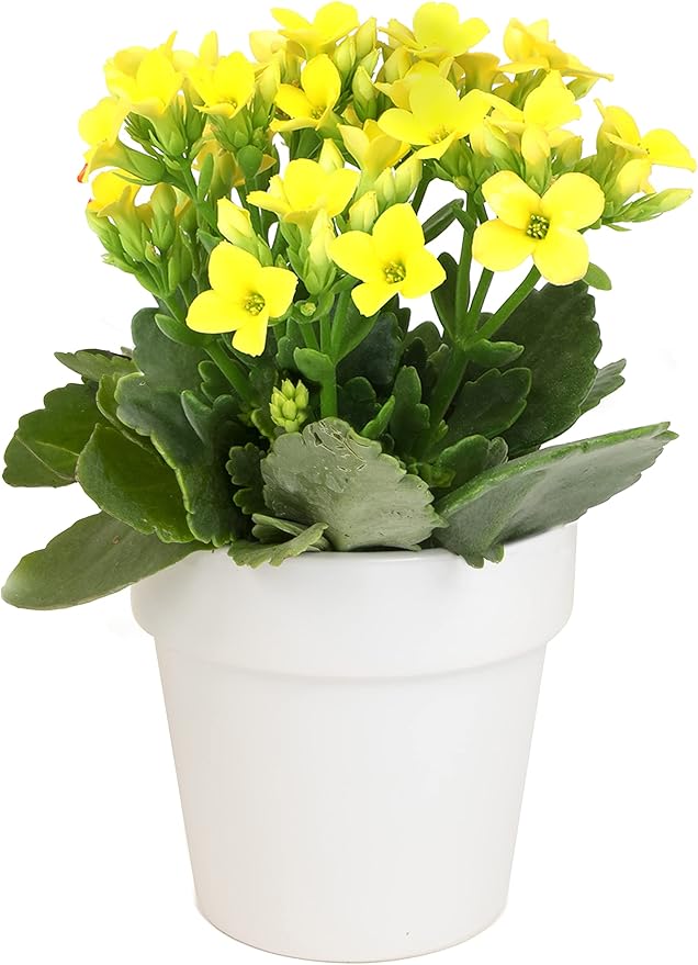 Kalanchoe Plant Succulents Plants Live Houseplants in White Planter, Live Succulents Live House Plants, Succulent Plants Live Plants Indoor Plants, Live Succulent Plant Lover Gifts by Plants for Pets