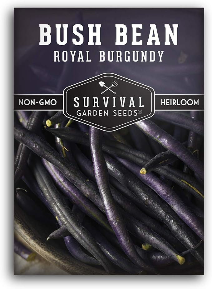 Survival Garden Seeds - Royal Burgundy Bean Seed for Planting - Packet with Instructions to Plant and Grow Stringless Purple Bush Beans in Your Home Vegetable Garden - Non-GMO Heirloom Variety