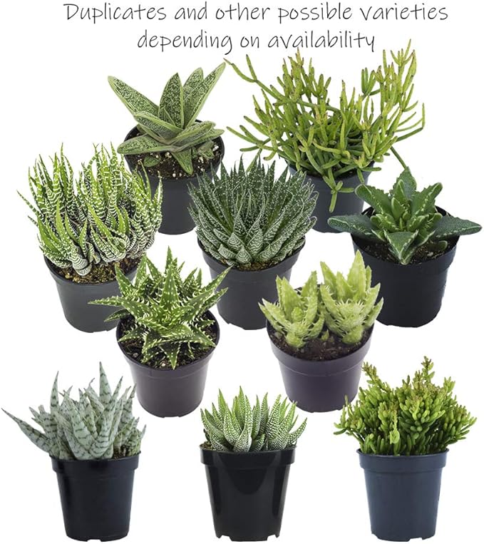Altman Plants, Assorted Succulents Plants Live Houseplants (12PK), Succulent Plants Home Office Plants Live Indoor Plants, Live Plants Indoor House Plants, Easy Care Plants, Desk Plants Kitchen Plants